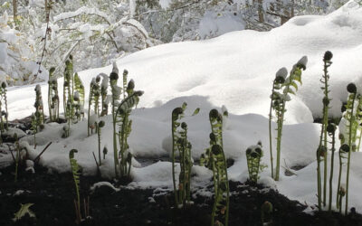 Spring snow unlikely to cause damage in the garden