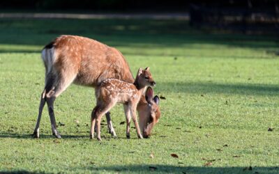5 Ways to Prevent Deer from Damaging Your Property