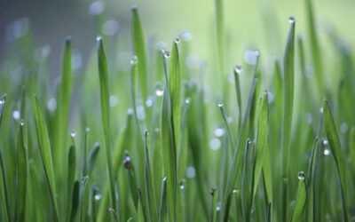 Caring For Your Lawn After Heavy Rains