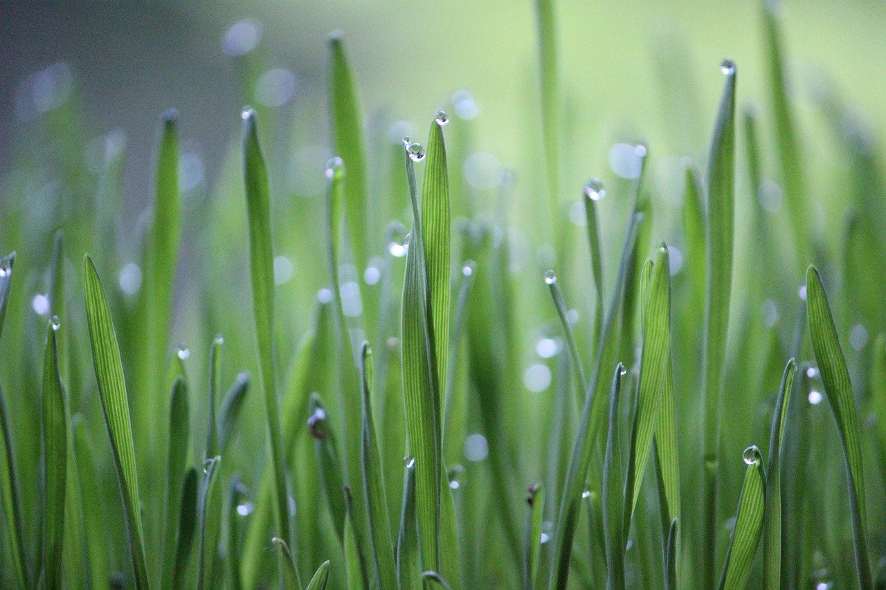 Caring For Your Lawn After Heavy Rains Mumm Landscape